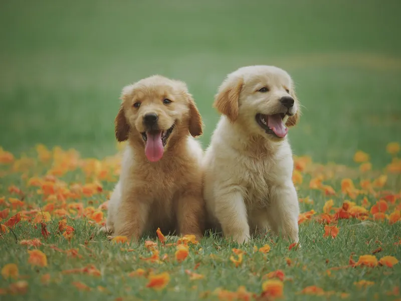 How to choose a dog harness that actually fits