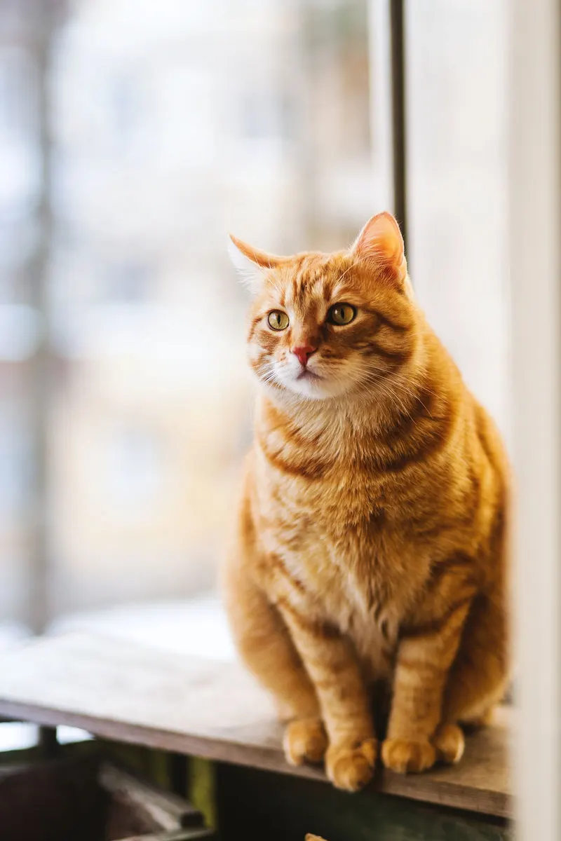 A content cat at home