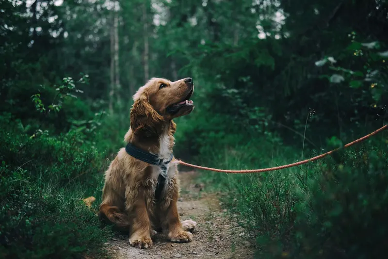 New EU Welfare Rules for Dogs and Cats: What They Mean When You Buy or Adopt