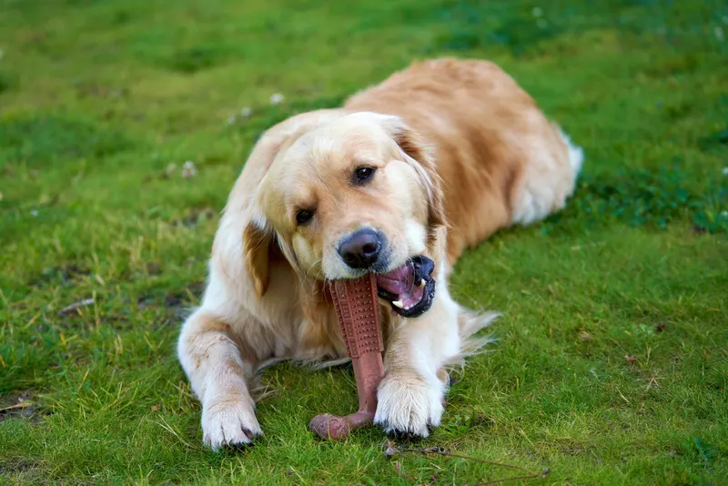 Recalled Pet Products in the EU: What Safety Gate's Record Year Means for Dog and Cat Owners