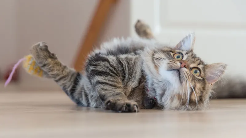 How to play with your cat without getting bitten