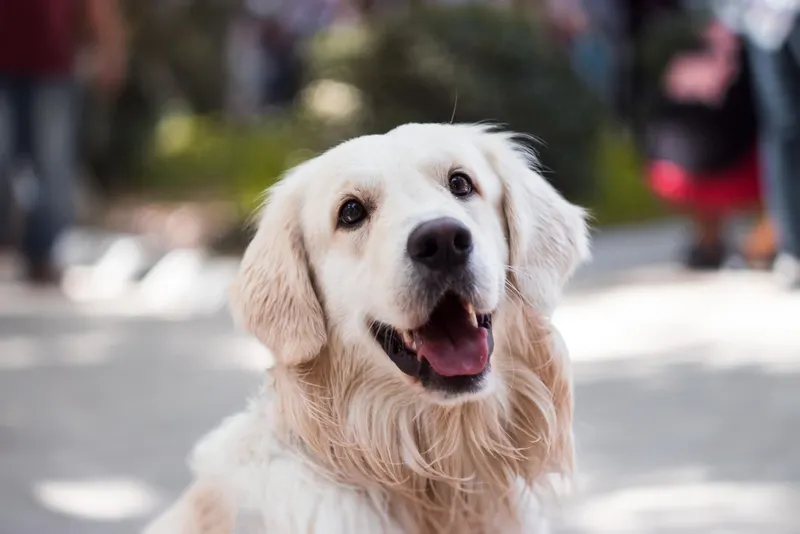 How to stop your dog pulling on the leash