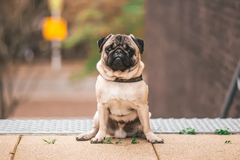 Making home comfortable for a senior dog or cat