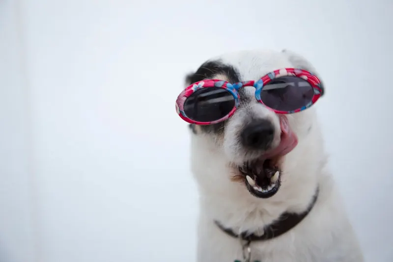 A weekend away with your dog: the packing list that works