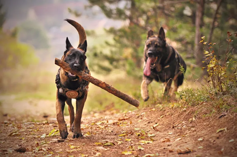 Running with your dog: how to start safely