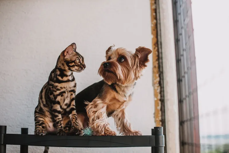 How Much a Dog or Cat Costs per Year: The 2026 Numbers, Line by Line