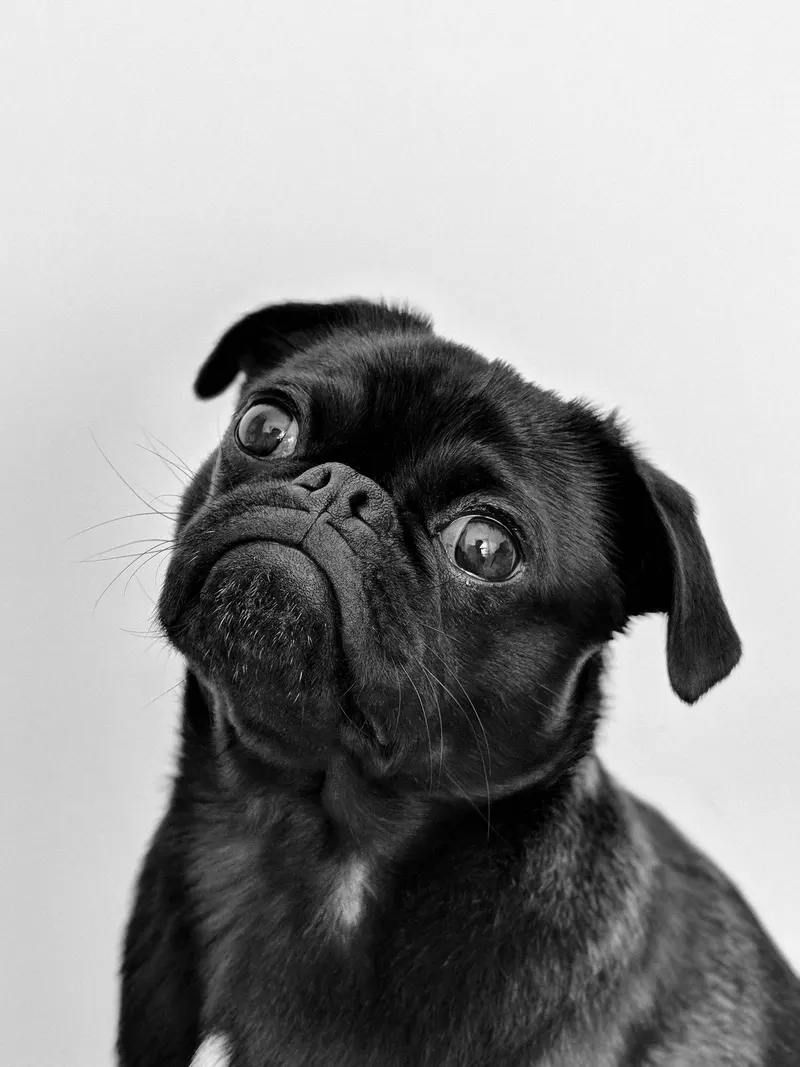 The new-puppy walking kit: what you need (and what can wait)