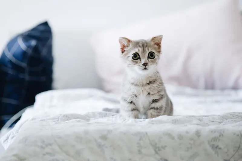 Keeping an indoor cat happy in a small apartment