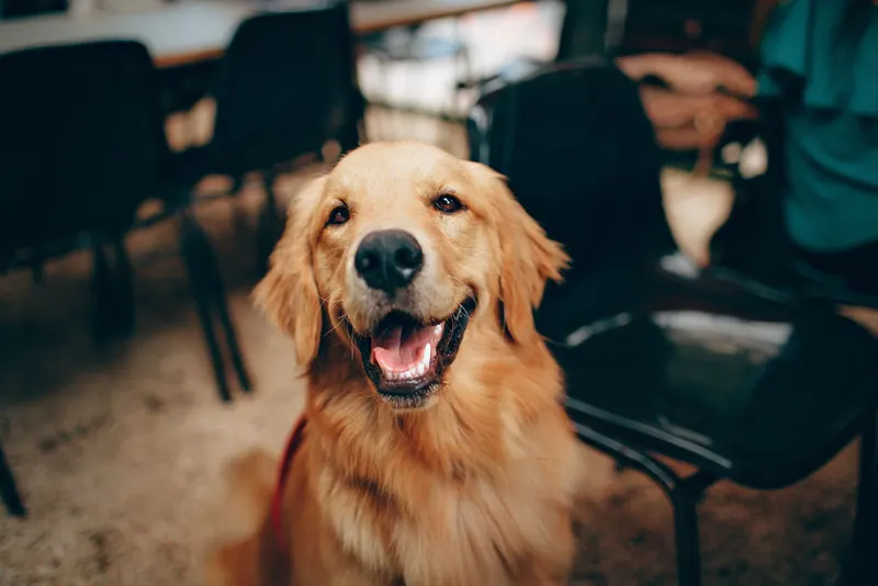 How to dry a wet dog fast (and save your sofa)