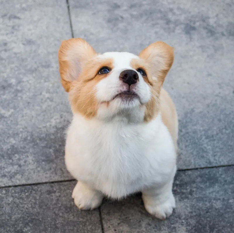 Do Cats Help Their Owners? A New Study Put Dogs, Cats and Toddlers to the Same Test