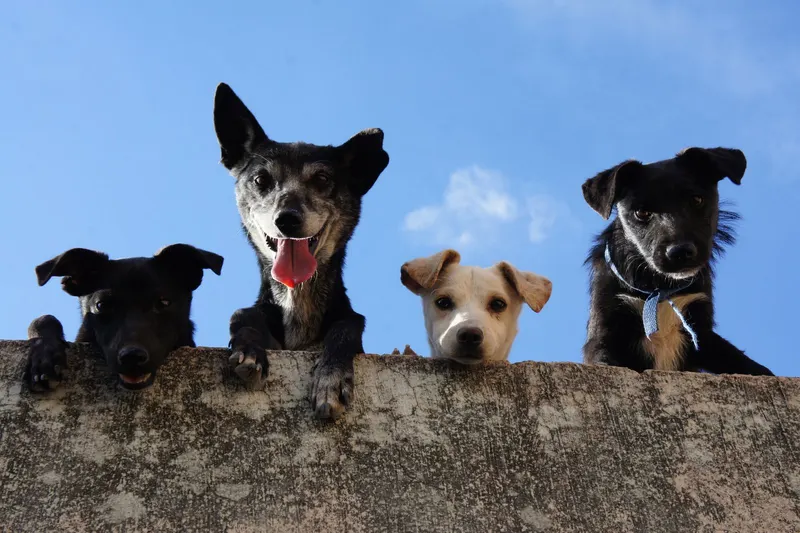 Europe Counts 306 Million Pets: What FEDIAF's Latest Figures Say About Pet Ownership