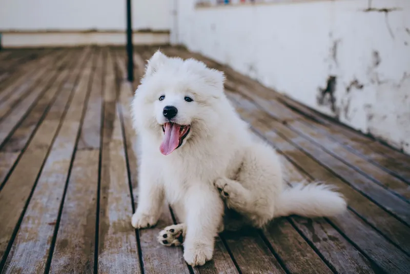 How Hot Is Too Hot to Walk Your Dog? What the Research Says About Summer Heat