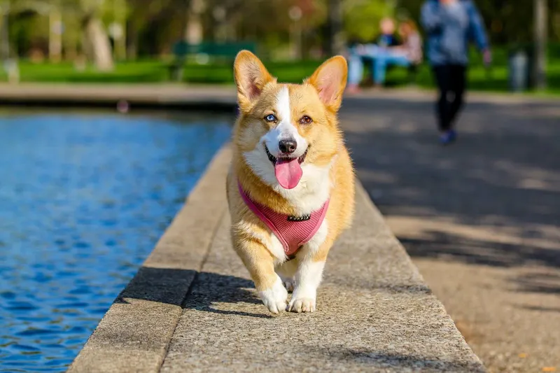 Harness vs collar: which is better for a dog that pulls?