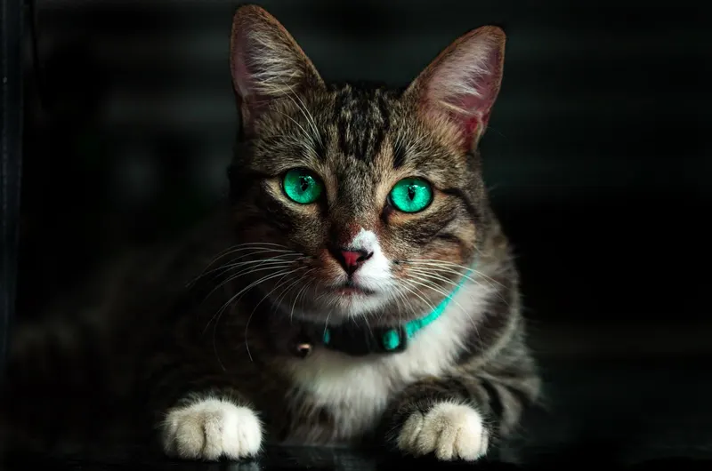 International Cat Day Is 8 August: What the Science Says Cats Actually Need