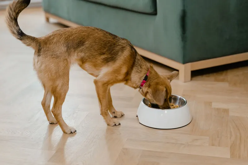 Do Slow Feeder Bowls Actually Work? What the Evidence Says About Fast Eaters and Food Puzzles