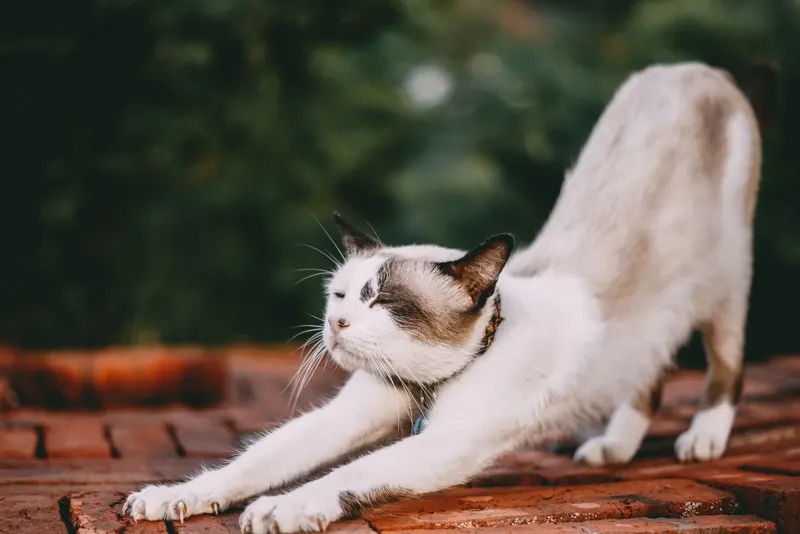 Cat scratcher types compared: boards, posts and trees